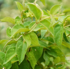 Gymnema Leaf Extract Glyco Harmony ingredient